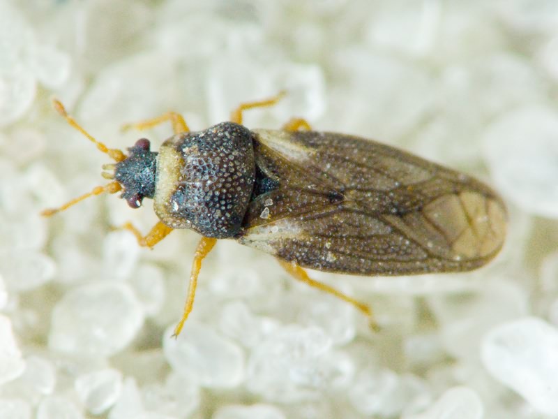 Piesma capitatum (Wolff, 1804)
